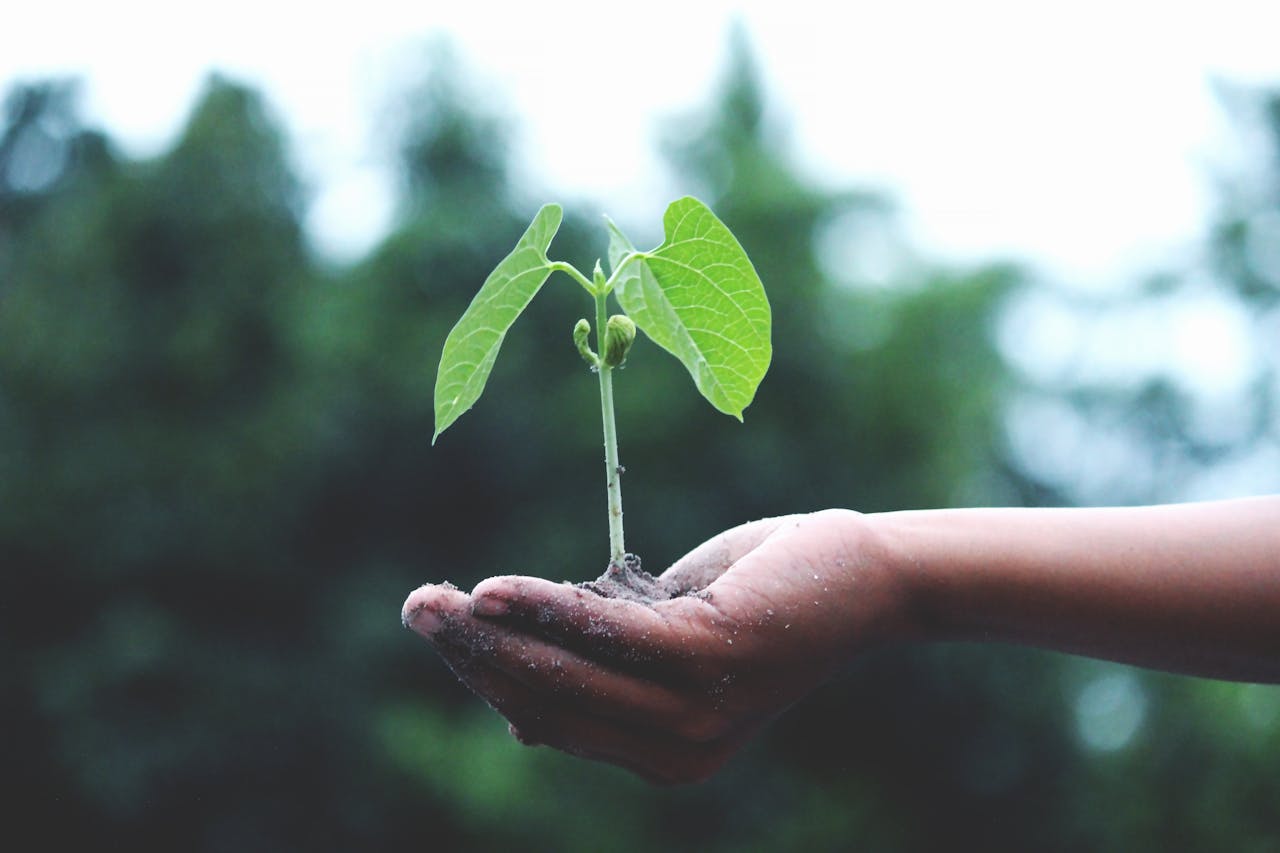 Crafting Captivating Headlines: Your awesome post title goes here A young sapling held in hands symbolizes growth and sustainability.