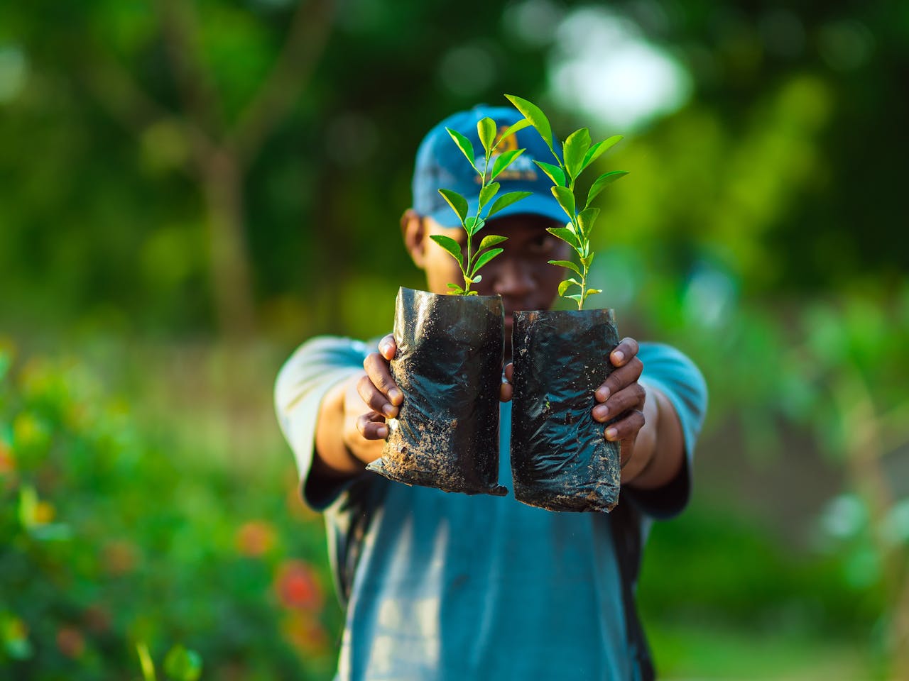 The Art of Drawing Readers In: Your attractive post title goes here African man in Abuja holding saplings in a garden, promoting greenery and growth.