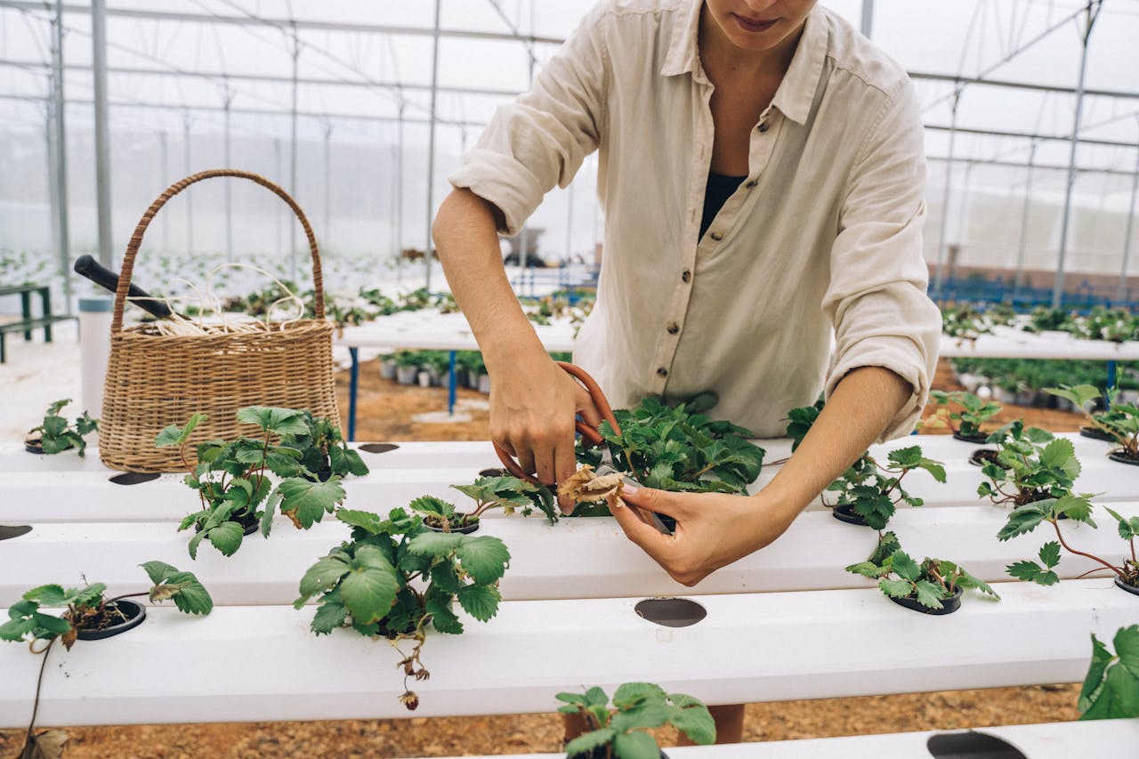 Mastering the First Impression: Your intriguing post title goes here A woman uses scissors to prune plants inside a modern hydroponic greenhouse with a woven basket.